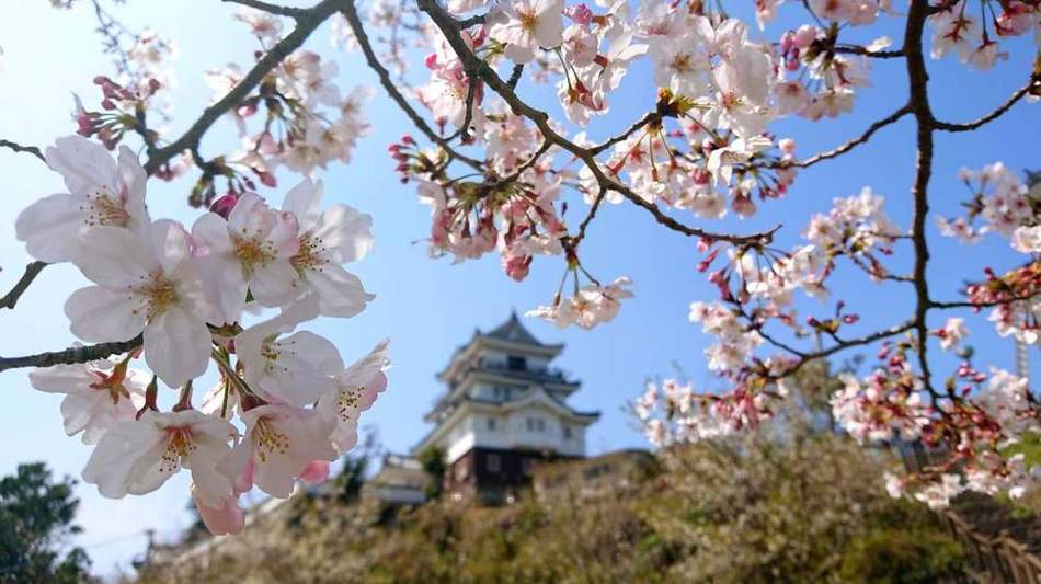 桜と城の風景