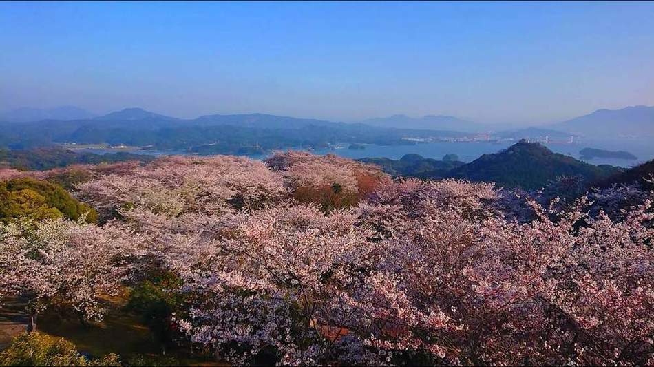 桜と海の絶景